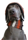 Front face of Dog with hat and scarf Royalty Free Stock Photo