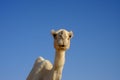 Front face of Dromedary or Arabian camel