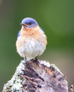 Front Facing Bluebird