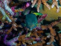 Front facing green boxfish among reef Royalty Free Stock Photo