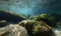 Front-facing underwater rock texture covered in thin algae layer, soft filtered light Royalty Free Stock Photo
