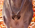 Front feet of kangaroo is a marsupial from the family Macropodidae Royalty Free Stock Photo