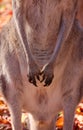 Front feet of kangaroo is a marsupial from the family Macropodidae Royalty Free Stock Photo