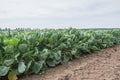 Front of a field with young Brussels sprout plants