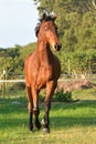 Front full body view of a big bay sport horse