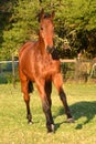 Front full body view of a big bay sport horse