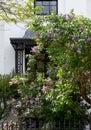 Front garden of characterful house in Launceston Place, Kensington, west London UK, with blossom tree in foreground.