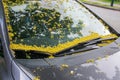 The front glass of a car covered in fallen maple flowers.