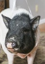 Front head shot of a family pet pig