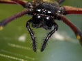 The head shot of giant wood spider Nephila pilipes/Giant Golden Orb Royalty Free Stock Photo