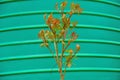 In front of the huge dark green paint bucket, a small camphor tree grows its new buds in spring.