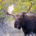 Front Image of Bull Moose