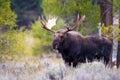 Front Image of Bull Moose with Body Royalty Free Stock Photo