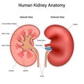 Front and inside view of human kidney anatomy isolated on white background. 3d vector illustration Royalty Free Stock Photo