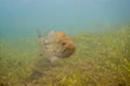 Front of a Largemouth bass swimming through the weeds in a Michigan inland lake. Micropterus salmoides Royalty Free Stock Photo