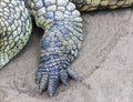 Front left paw of large Nile crocodile on the sand