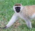 Vervet monkey walking on grass Royalty Free Stock Photo