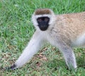 Vervet monkey walking on grass