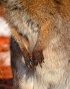 Front Legs Of A Wallaby Is Any Animal Belonging To The Family Macropodidae