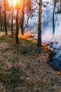 The front line of the spreading forest fire which separates dry grass.