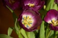 Front-lit purple tulips in sunshine, spring tulips purple colored close-up Royalty Free Stock Photo