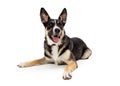 Front lying listening mixed shepherd dog isolated Royalty Free Stock Photo