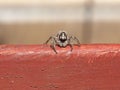 front macro view of spider (arachnide Royalty Free Stock Photo