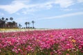 In front of me is a beautiful sea of pink flowersin Irvine, America Royalty Free Stock Photo