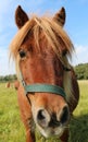 Front mini horse