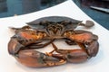 A front of mud Crab Scylla serrata on a white plate ready to cook Royalty Free Stock Photo