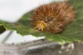 Front of an orange caterpillar Royalty Free Stock Photo