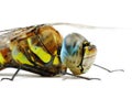 Front part of Aeshna mixta dragonfly body Royalty Free Stock Photo