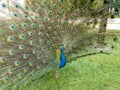 front part of male peacock with fan-shaped open feathers Royalty Free Stock Photo