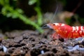 Front part of red fancy tiger shrimp look to left side and stay on aquatic soil in fresh water aquarium tank with green leaf and Royalty Free Stock Photo