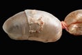 Front part of swim bladder of a carp fish isolated on a black background with copy space. Taxonomy of Fish. Royalty Free Stock Photo