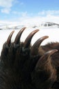 Front paw of a bear with long sharp claws, Siberia Royalty Free Stock Photo