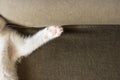 Front paw with cute pink toe pads of a white kitten, who lying on a couch. Young cat sleeping and resting at home. Royalty Free Stock Photo