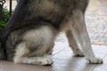 Front paws of a Malamute dog