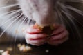 Front paws of a silver rat close-up. The rat holds food in its forepaws Royalty Free Stock Photo