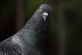 Front photo angry red eye bird photo of asiatic rock dove pigeon