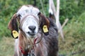 Front photo of goat. Beaded on a leash. Background of green trees