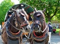 Front photo of horses harnessed to carriage