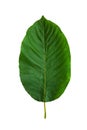 Front photo of kratom leaves Is a Thai herb used as a fat-reducing drug