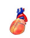 Front human heart model on white background