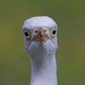 Front Portrait of Cattle Egret Juvenile Royalty Free Stock Photo