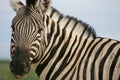 Front on portrait of head and body wild Burchell`s Zebra Equus quagga burchellii Etosha National Park, Namibia Royalty Free Stock Photo