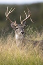 Front portrait of nice whitetail buck in tall green grass Royalty Free Stock Photo