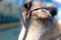 Front portrait of ostrich bird head and neck on the farm. Young bird, background. Royalty Free Stock Photo