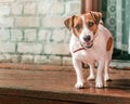 Front portrait of small cute happy smiling dog jack russel terrier standing outside on wooden porch of old brick house next to ope Royalty Free Stock Photo