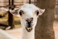 Front portrait of a white llama, Lama glama Royalty Free Stock Photo